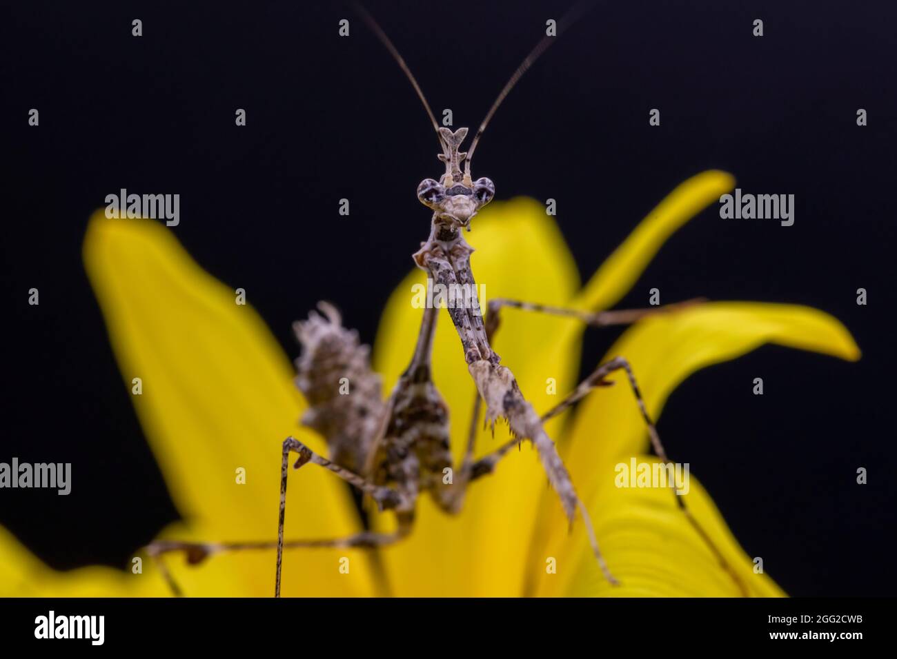 A close up macro photograph of a Cryptic Praying Mantis crawling across the petals of a yellow flower, with a black backdrop. Stock Photo