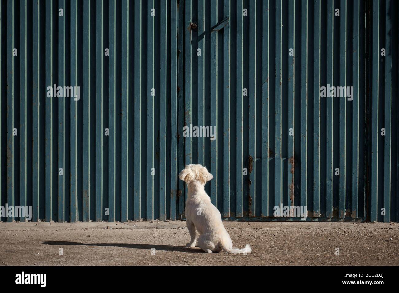 small size dog that has been stranded outside his home in front of a green garage. Spain Stock Photo