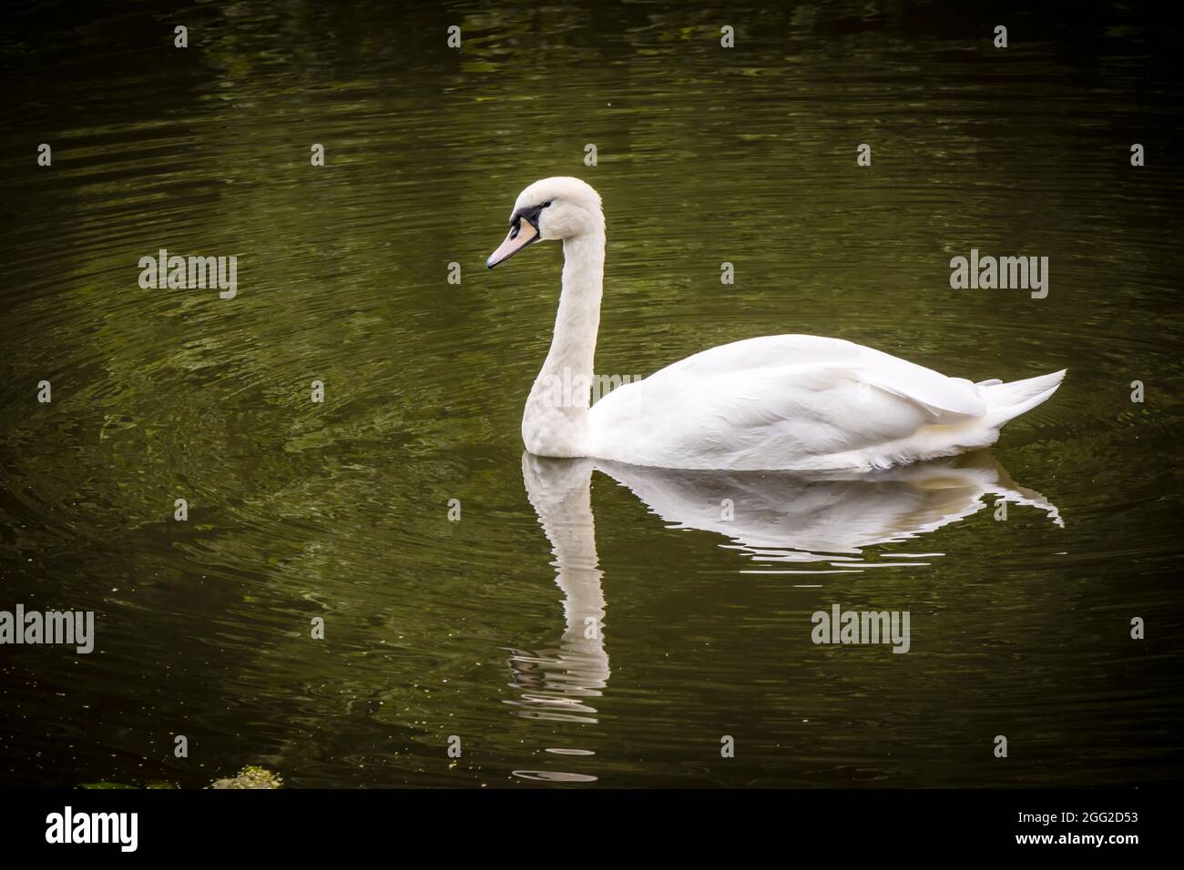 Swan reflection in water hi-res stock photography and images - Alamy