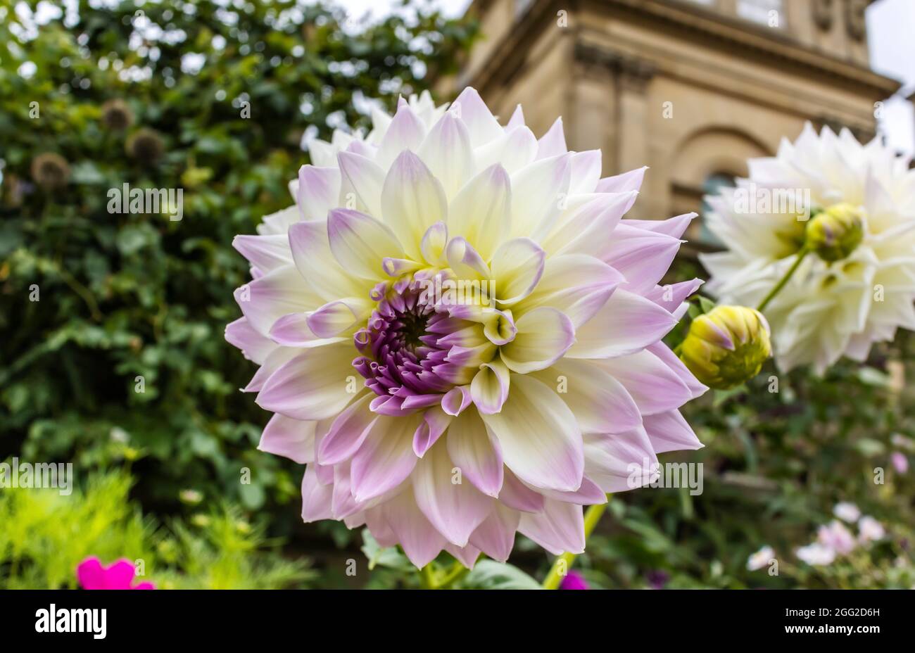 Close-up of large blush cream and lavender dahlia head in a garden. Stock Photo