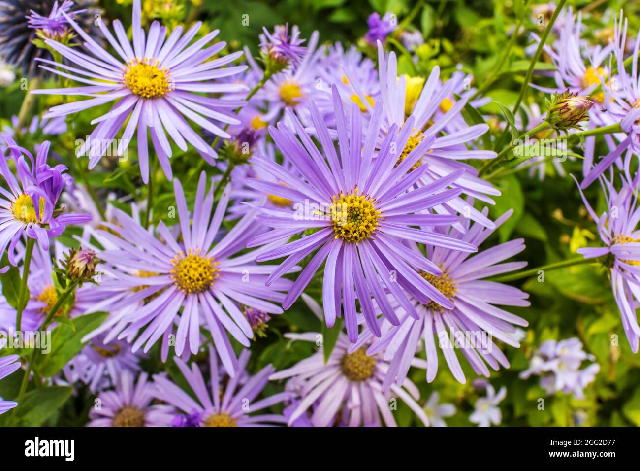 Aster frikartii ‘mönch’ hi-res stock photography and images - Alamy