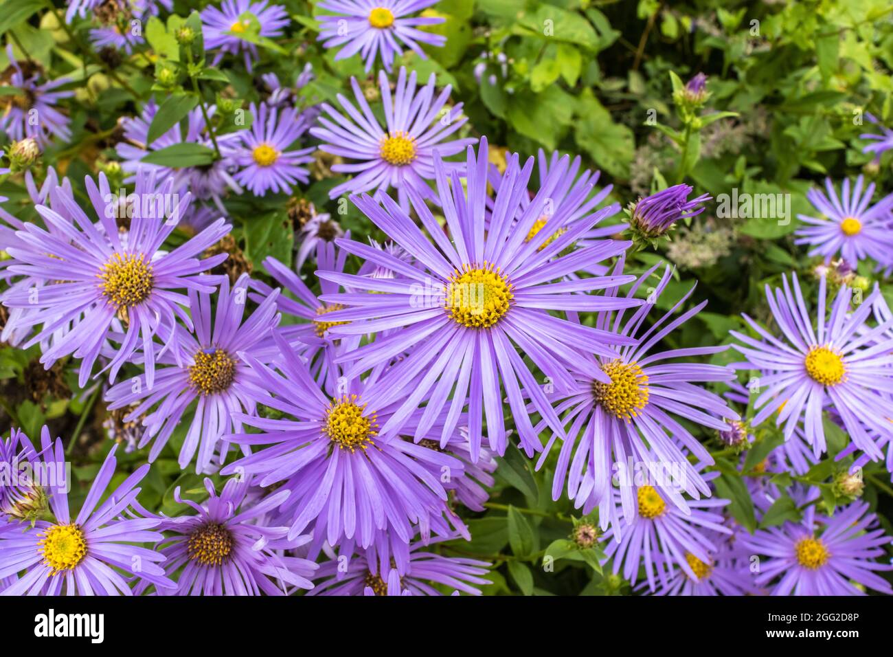 Aster Frikartii 'Monch' a lavender-blue herbaceous perennial in a herbaceous border. Stock Photo