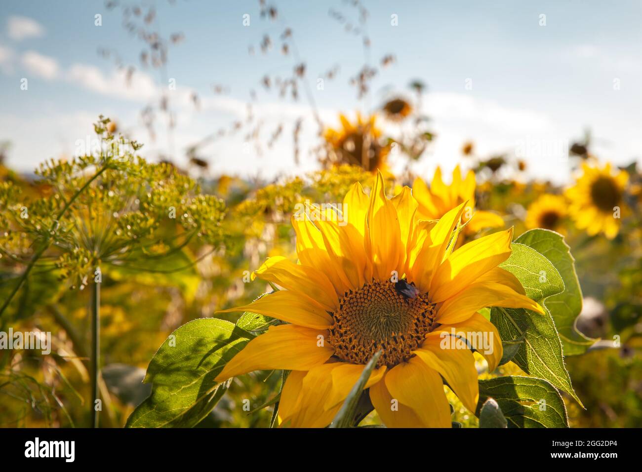 Wild sunflower field in the bright  sunlight, Stock Photo