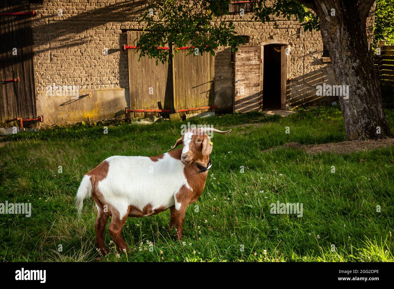 Brown and white goat on green pasture in the background the barn house Stock Photo