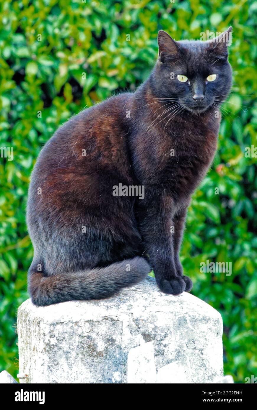 Closeup of a black cat with a white eyes sitting on the stone on a ...