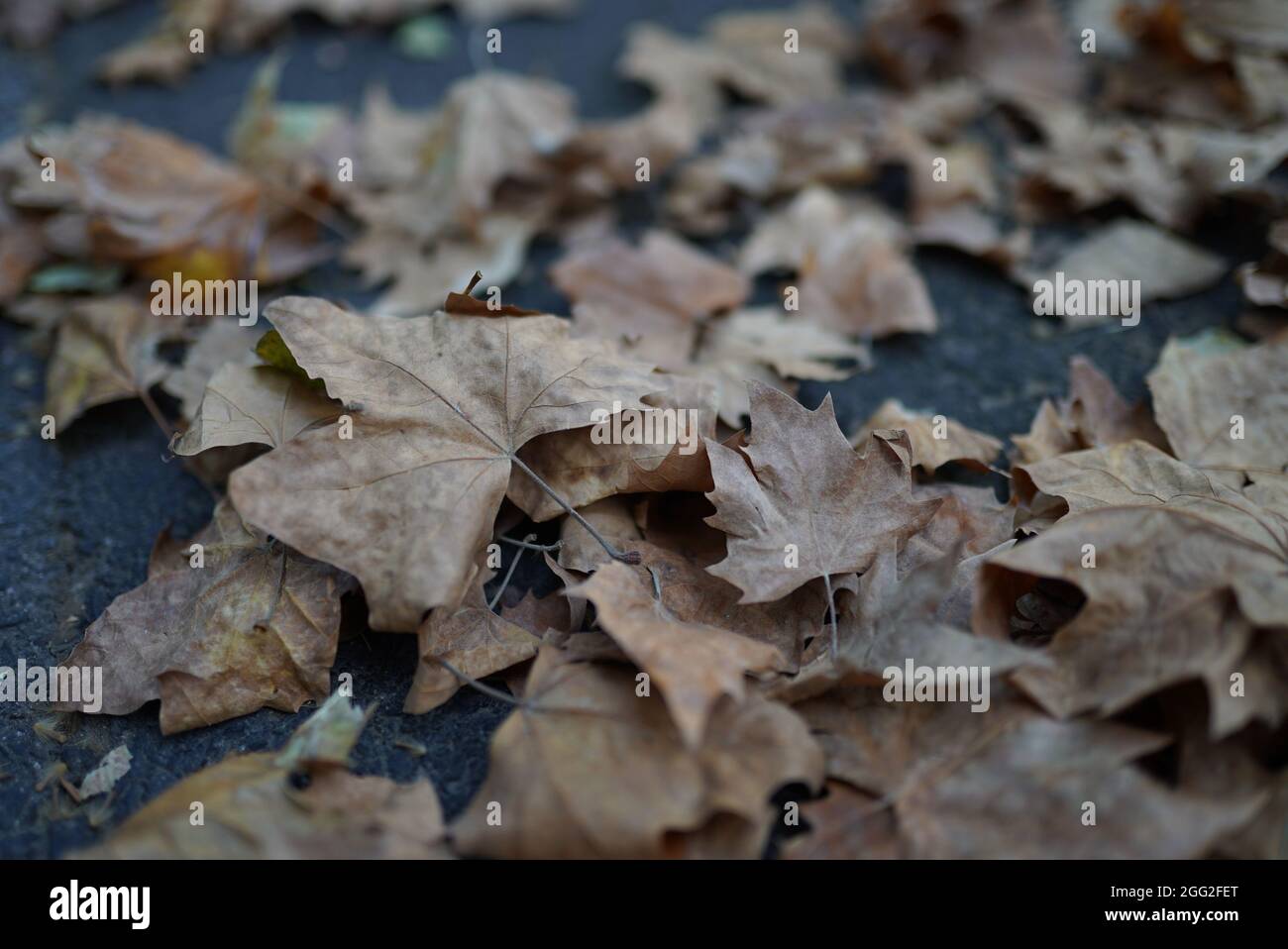 Selective closeup of fallen maple leaves on the ground Stock Photo - Alamy