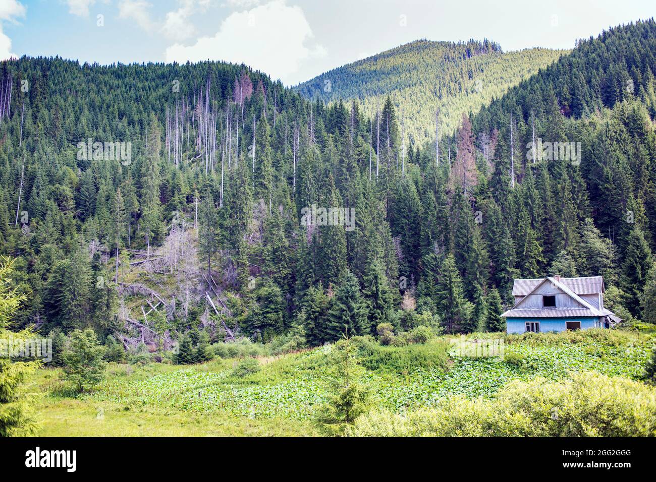 Old abandoned village house surrounded by green forest in the ...