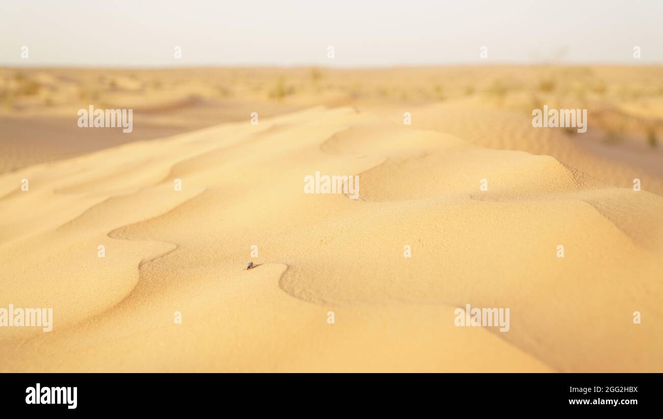 Desert landscape with dunes in the Sahara Desert near Douz, Tunisia. Stock Photo