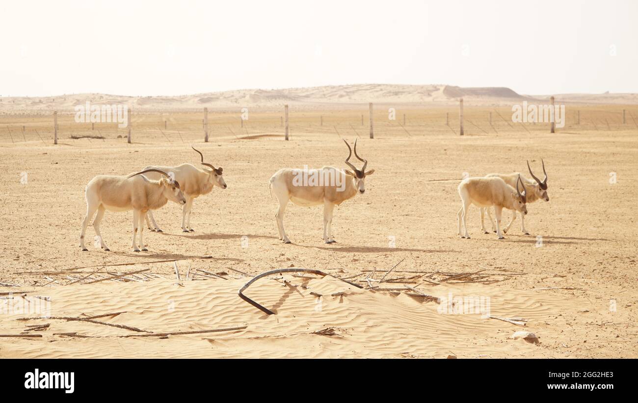 Desert landscape with dunes in the Sahara Desert near Douz, Tunisia. Stock Photo