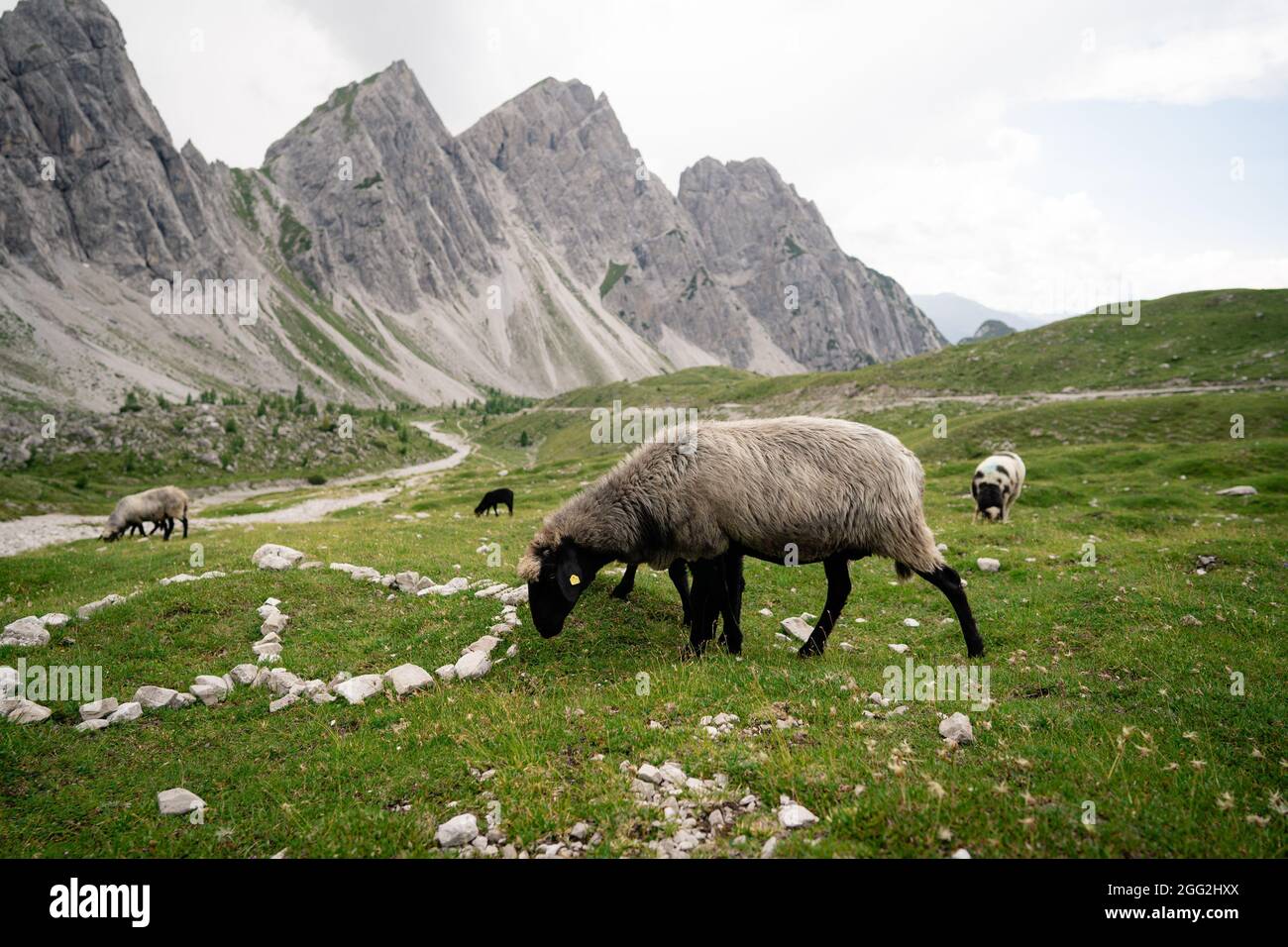Sheep breeding on the mountain pasture, farm animals in the alps.  Group of sheep on a pasture stand next to each other. Stock Photo