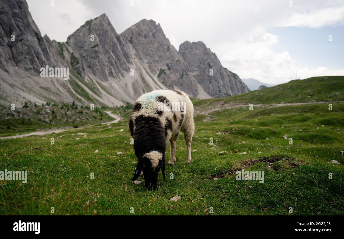 Sheep breeding on the mountain pasture, farm animals in the alps.  Group of sheep on a pasture stand next to each other. Stock Photo