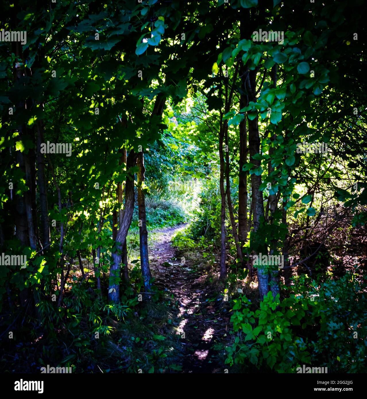 hiking trail in the woods Stock Photo - Alamy