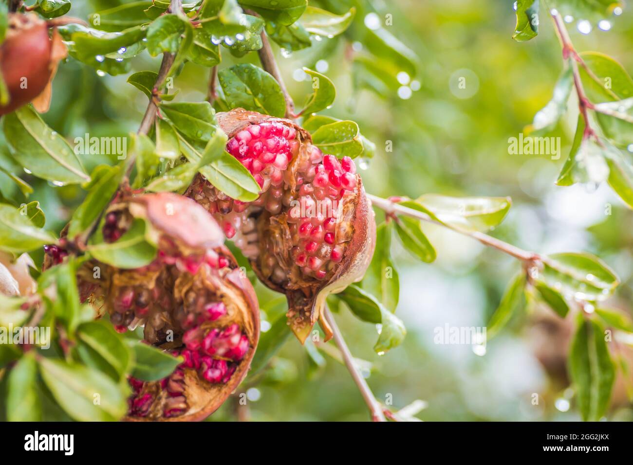 Cracked pomegranate fruit in the treetops. Stock Photo