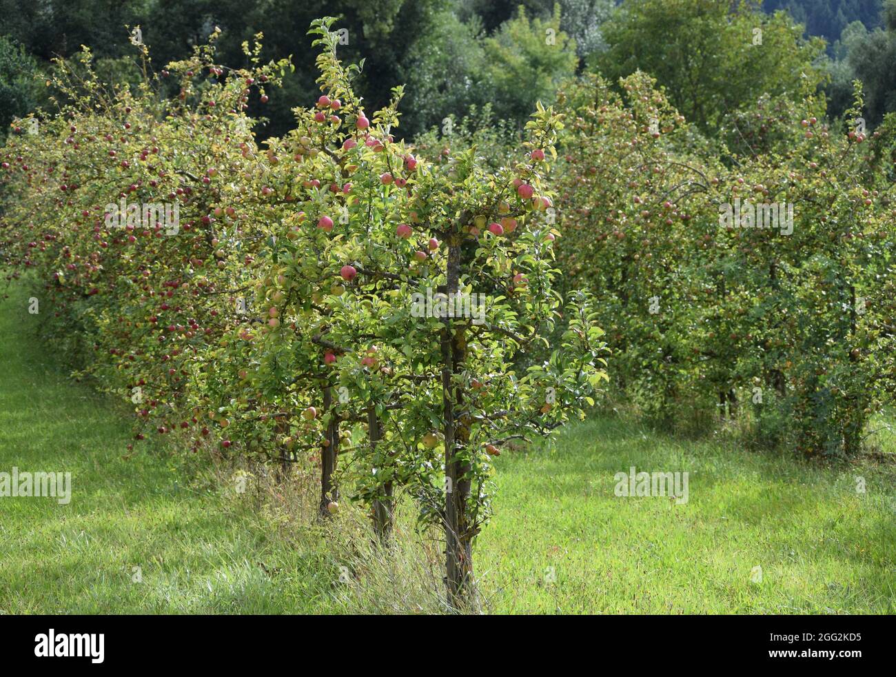small rural Apple orchard for Self-marketing Stock Photo