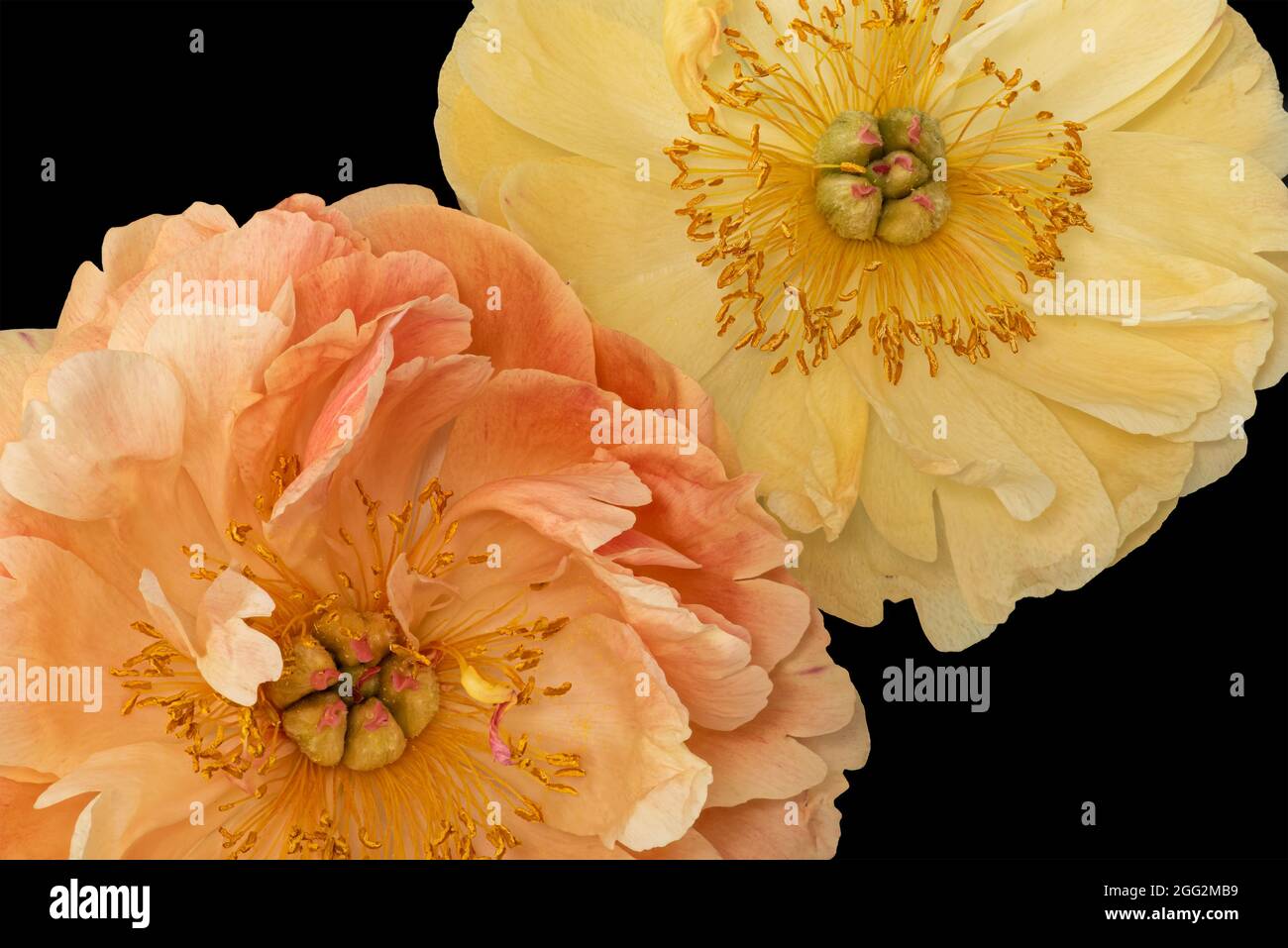 Isolated pastel orange yellow young peony blossom pair macro on black background in vintage painting style Stock Photo