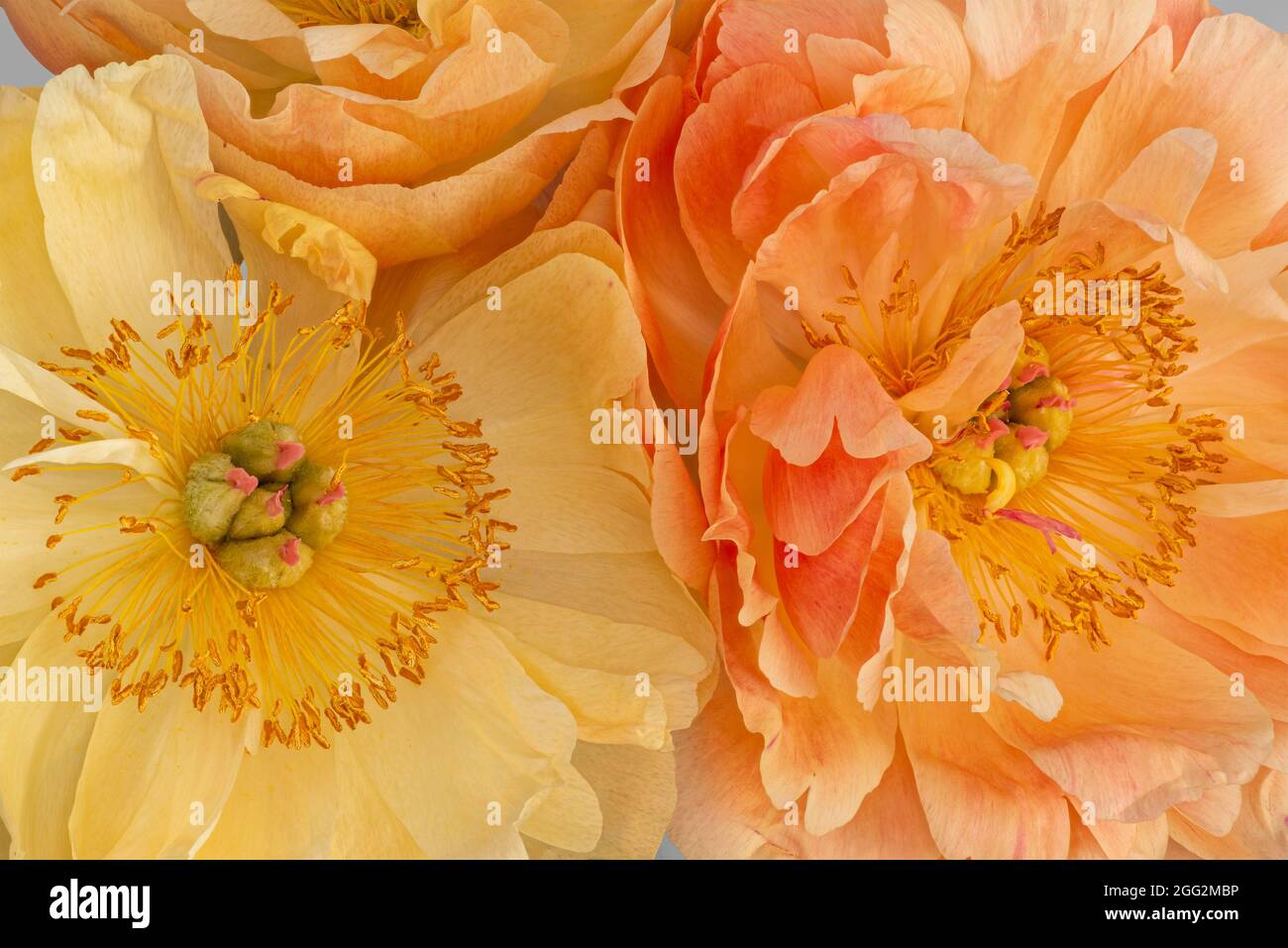 Isolated pastel orange yellow young peony blossom pair heart macro in vintage painting style Stock Photo