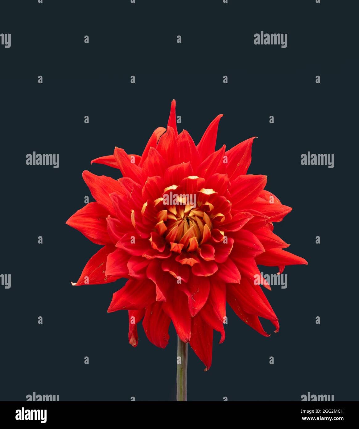 Floral fine art still life detailed color macro flower image of a single isolated blooming red dahlia on gray background Stock Photo