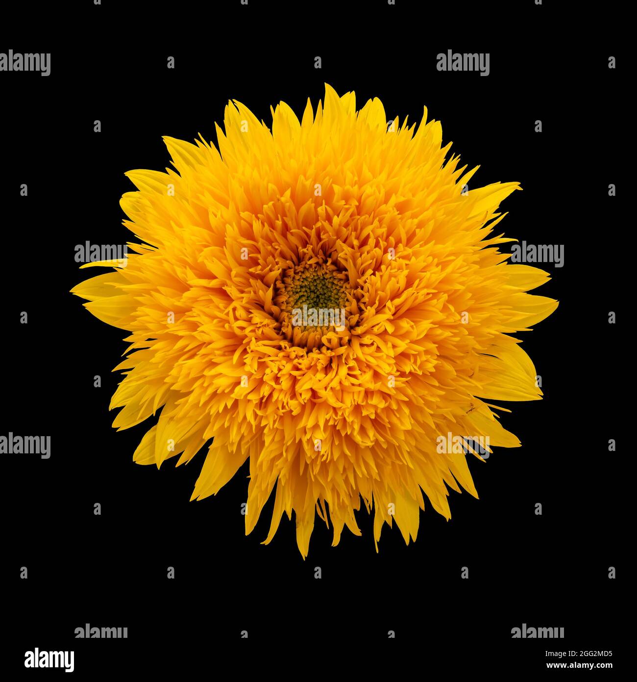 single isolated yellow orange sunflower Teddy Bear, blossom macro on black background,  fine art still life blossom with detailed texture Stock Photo
