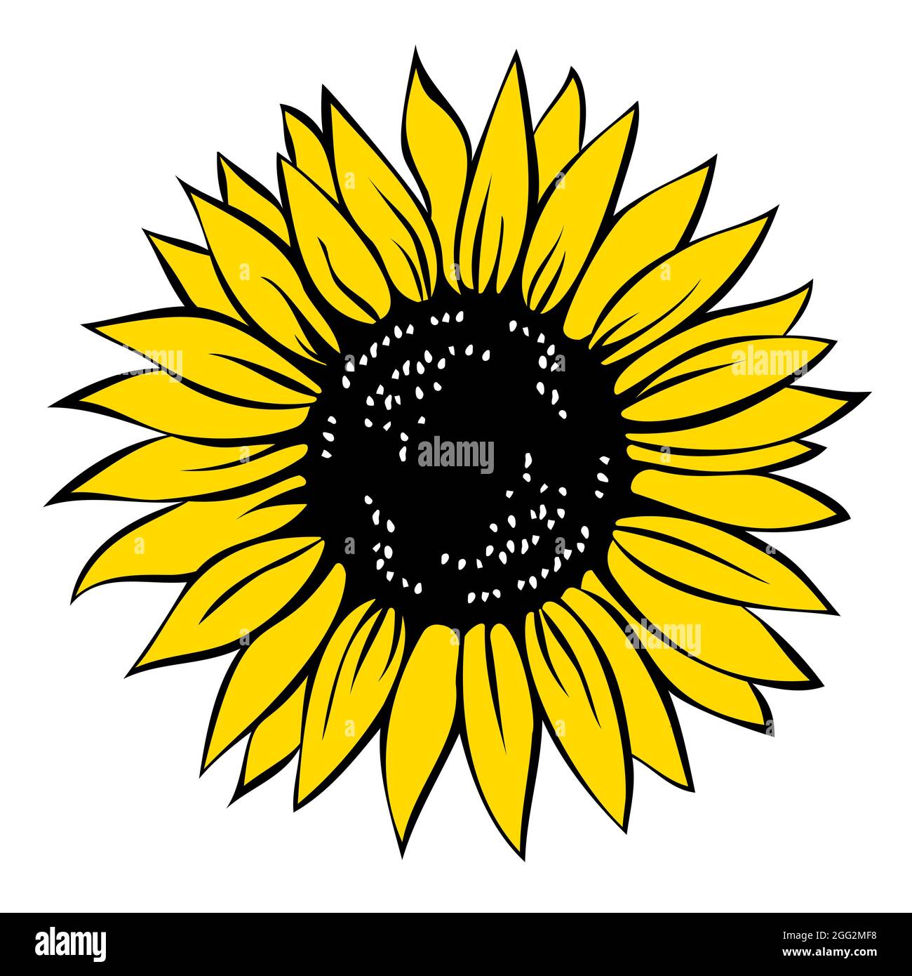 Sunflower, vector illustration isolated on white background. Stock Vector