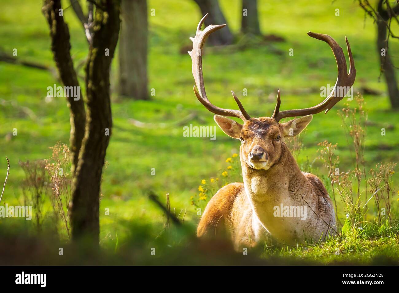 Fallow deer Dama Dama stag walking in a forest. The nature colors are clearly visible on the background, selective focus is used. Stock Photo