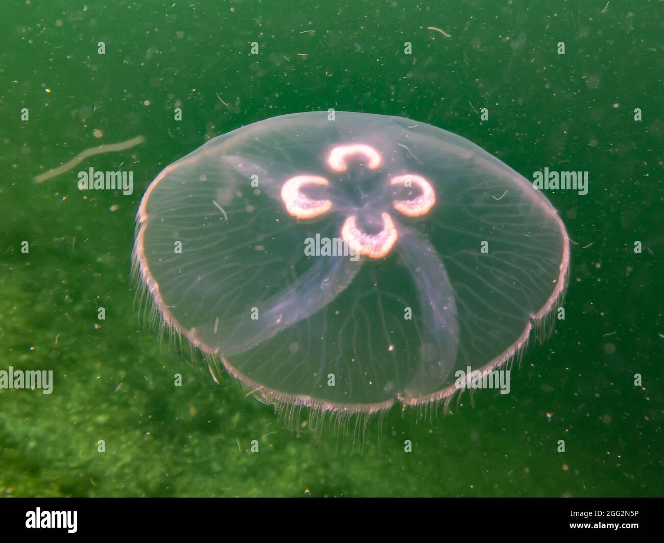 A Moon jellyfish or Aurelia aurita with yellow and green seaweed in the background. Picture from Oresund, Malmo Sweden. Cold green water  Stock Photo