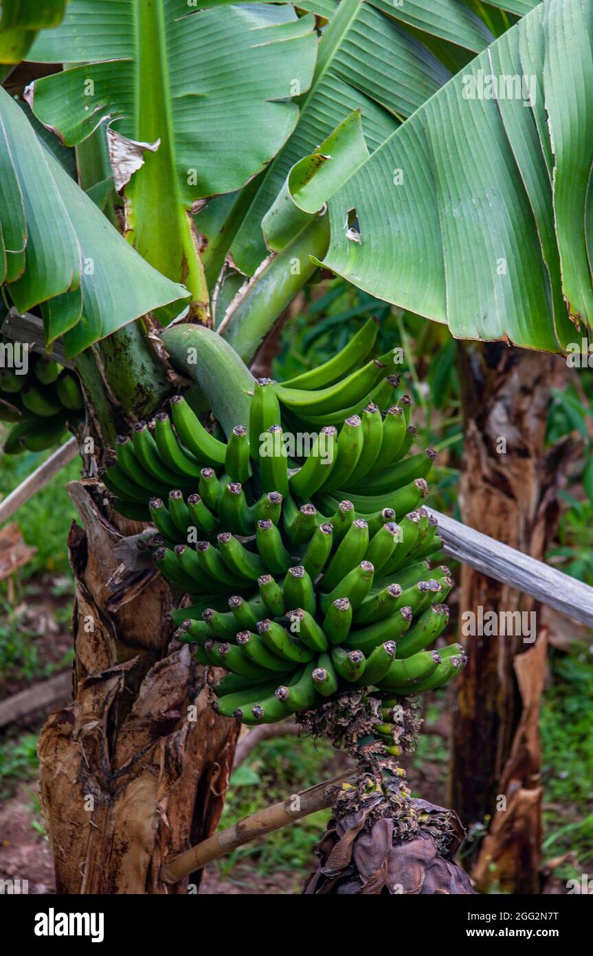 The photo shows a green banana plant on a tree Stock Photo