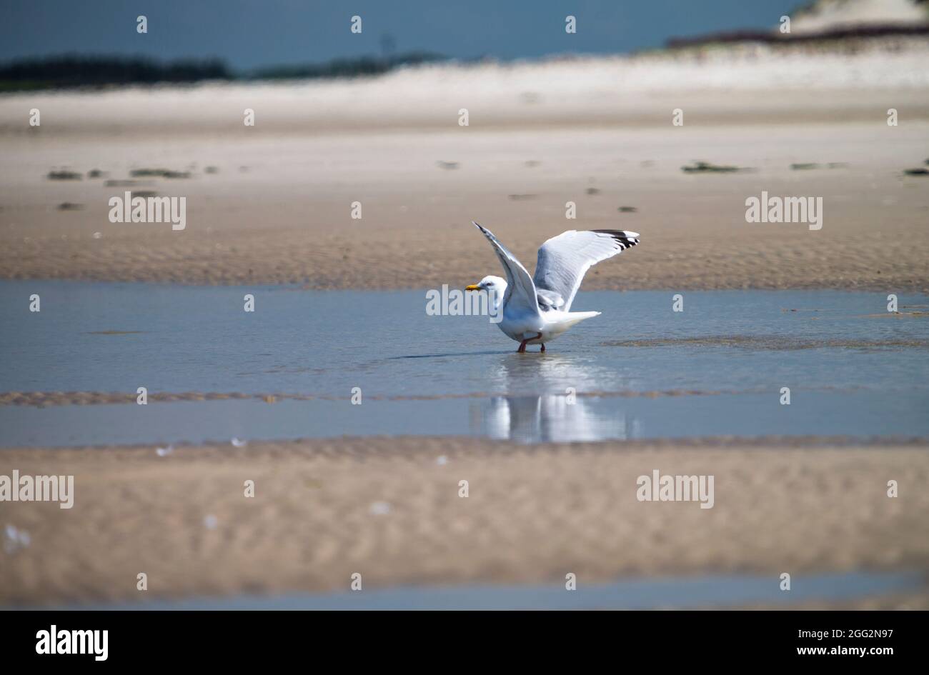 The photo shows a seagull on a North Sea beach Stock Photo