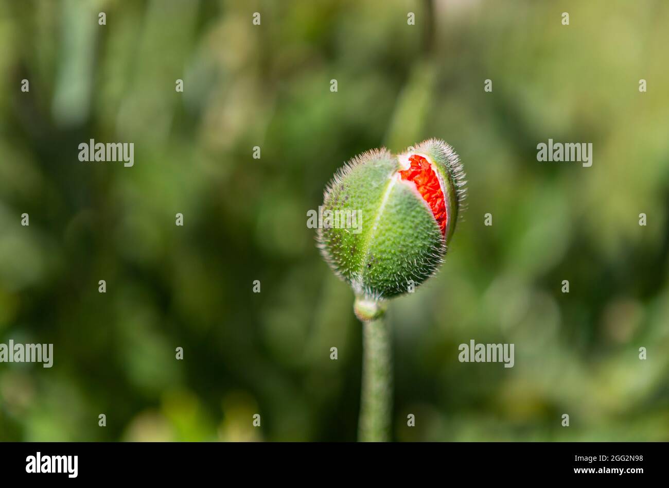 The photo shows natural closed poppies with green background Stock Photo
