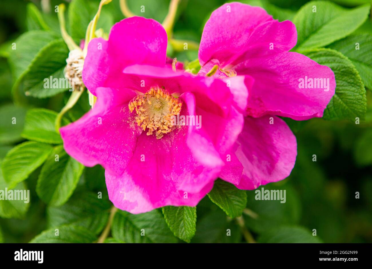 Image shows a detailed blossom of a pink rose in the garden Stock Photo ...