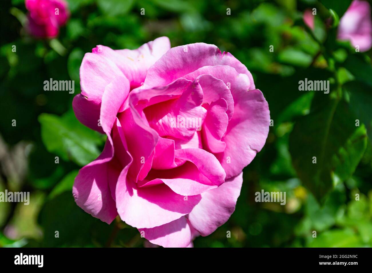 Image shows a detailed blossom of a pink rose in the garden Stock Photo ...
