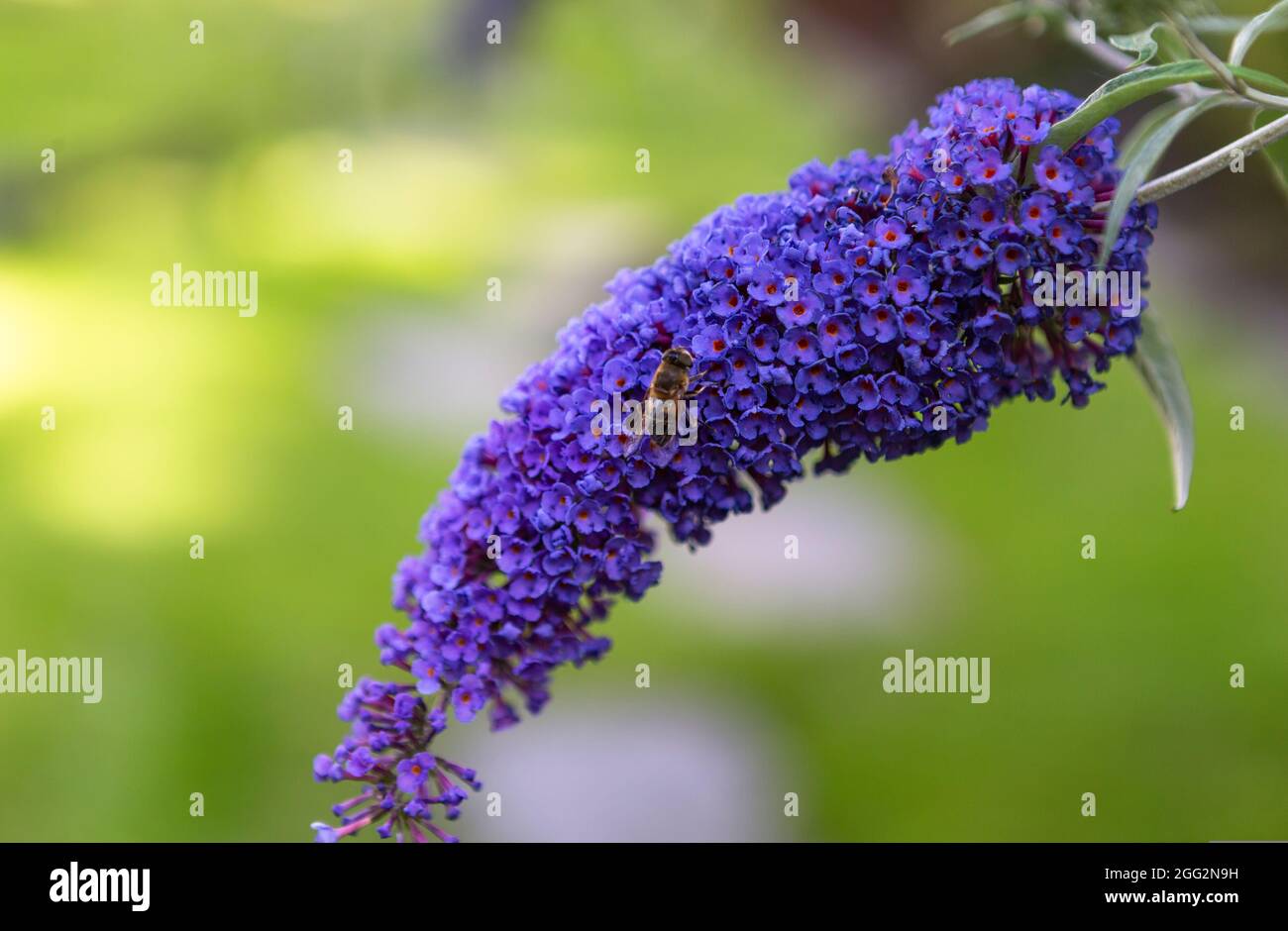 Image shows a bee on a purple Licac flower Stock Photo