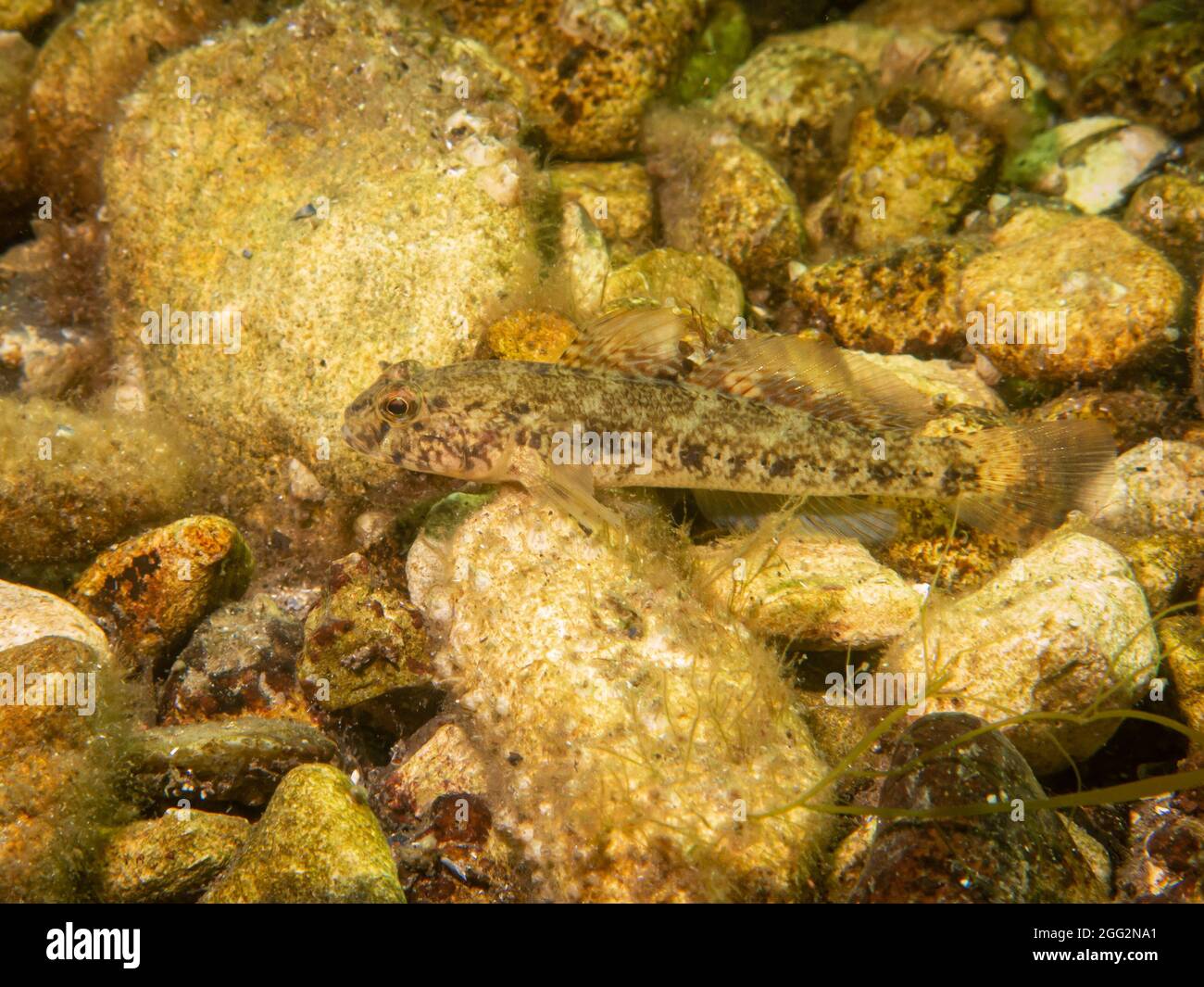 A Sandy Goby, Pomatoschistus minutus, in The Sound, the water between Sweden and Denmark Stock Photo