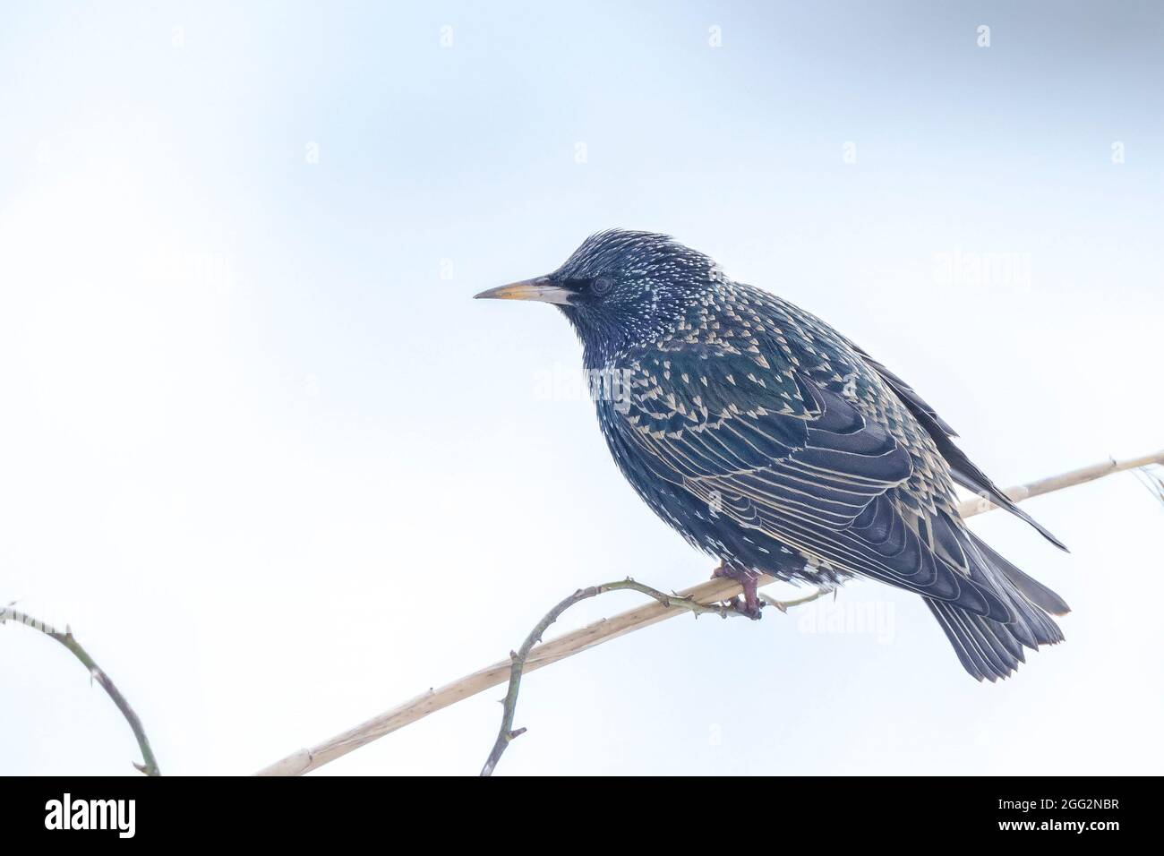 Male common starling bird Sturnus vulgaris with beautiful plumage perched at early morning sunrise. Stock Photo