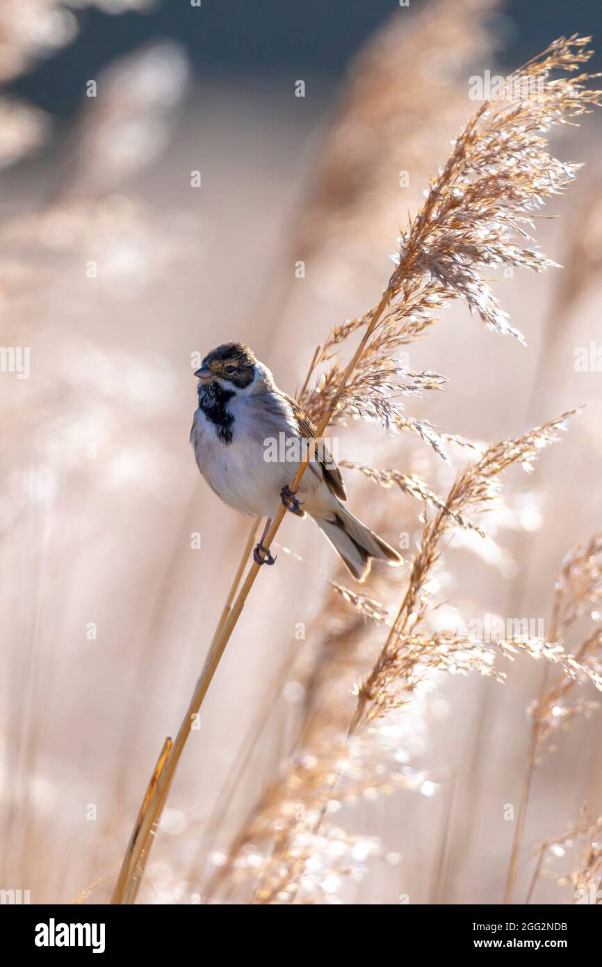 A common reed bunting Emberiza schoeniclus sings a song on a reed plume Phragmites australis. The reed beds waving due to strong winds in Spring seaso Stock Photo