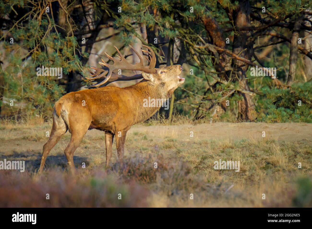 Tsunami red deer