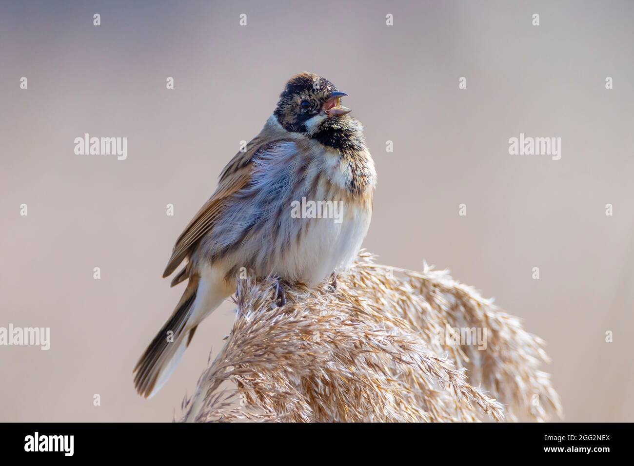 A common reed bunting Emberiza schoeniclus sings a song on a reed plume Phragmites australis. The reed beds waving due to strong winds in Spring seaso Stock Photo