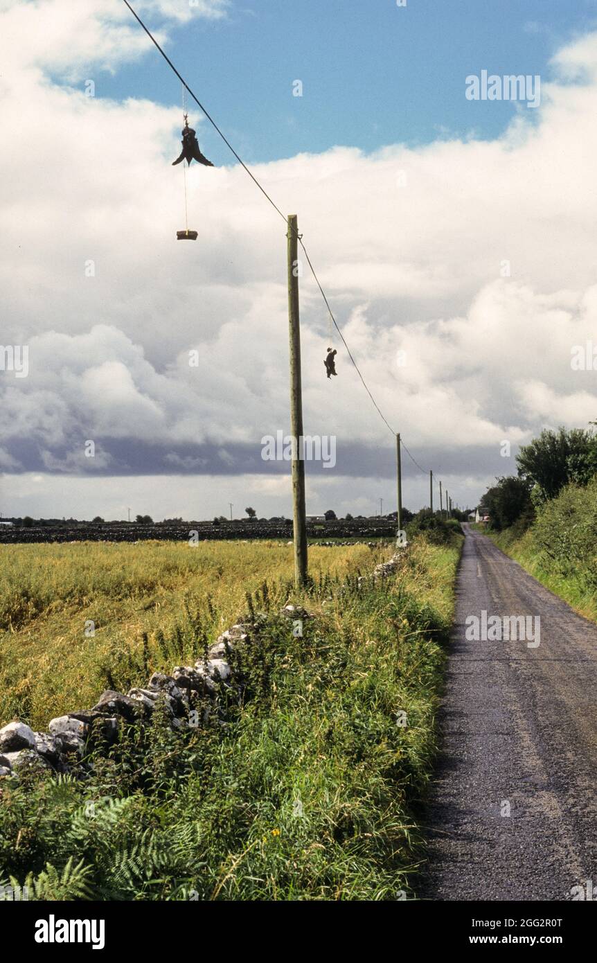 Cruel warning: dead crows hanging on a telefone wire somewhere in Ireland Stock Photo