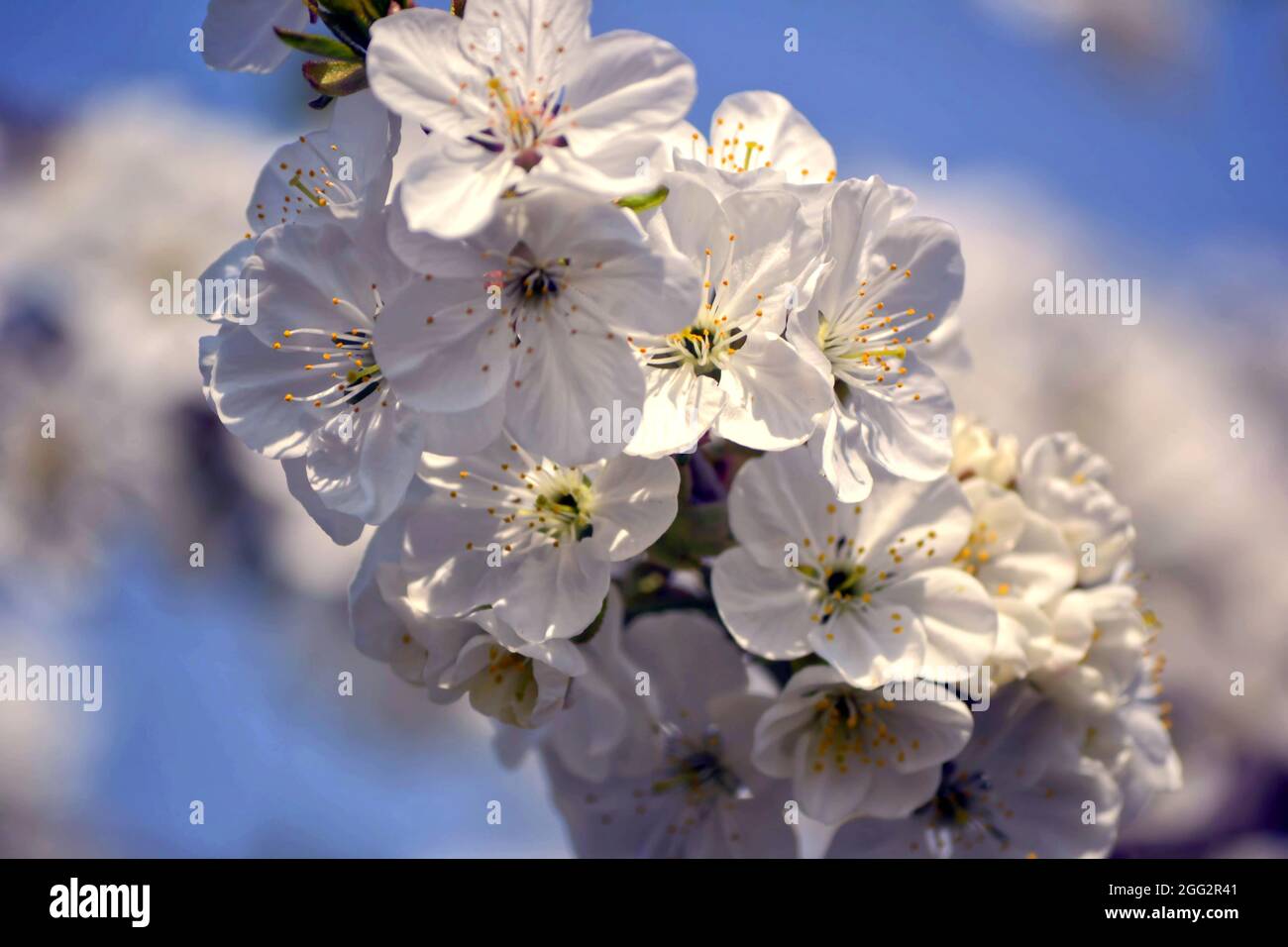 Himeji castle and cherry trees hi-res stock photography and images - Alamy