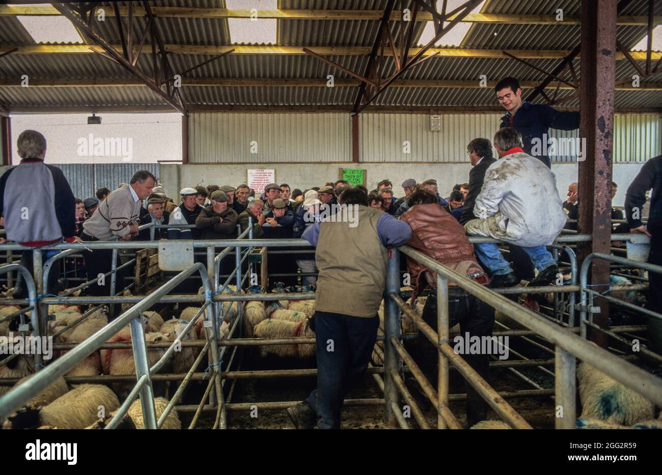 Shoptalk at the weekly sheep auction at Maam Cross Mart one of the most important spots for trading cattle, ponies, horses and sheep in the region Stock Photo