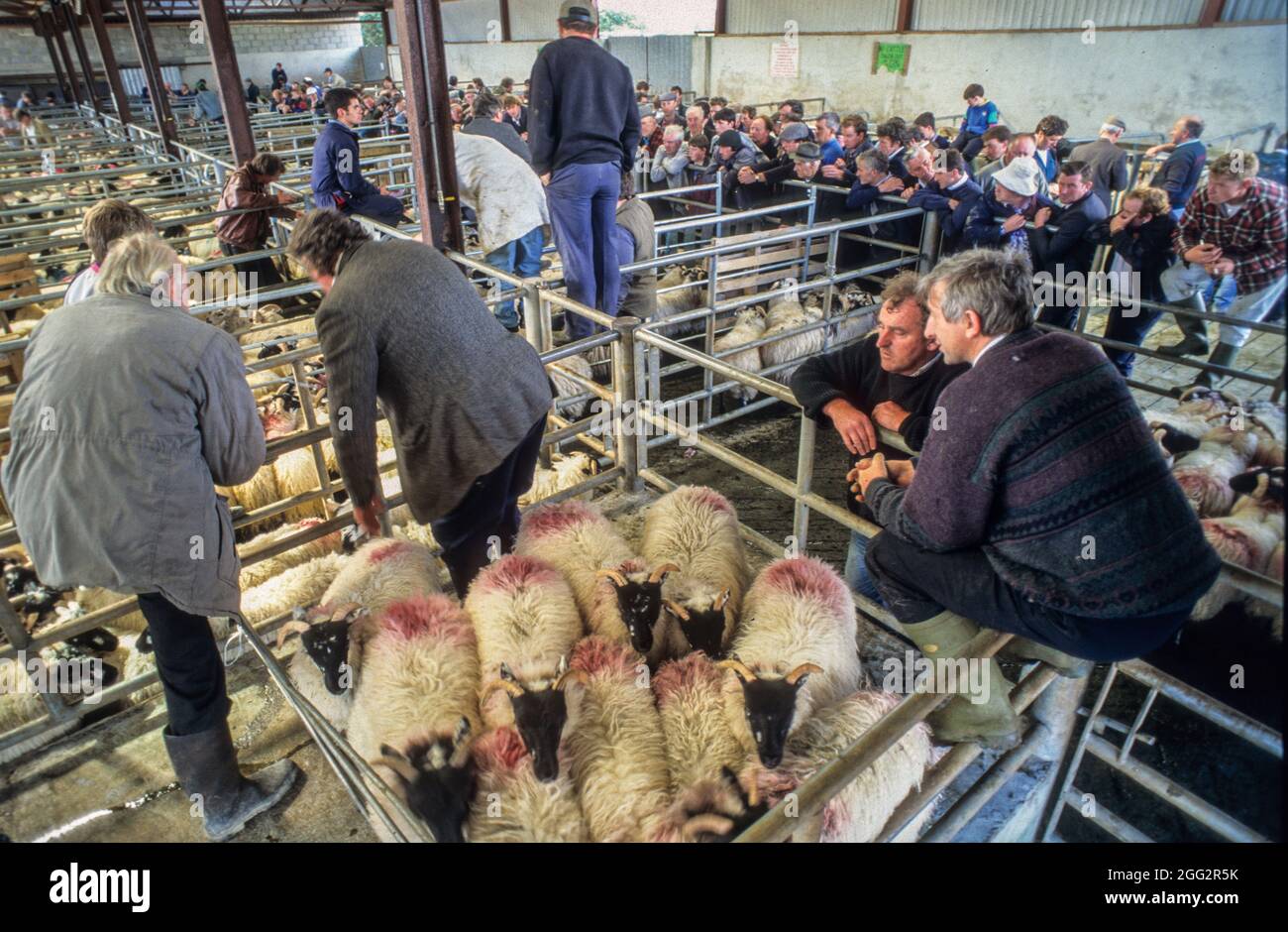 Shoptalk at the weekly sheep auction at Maam Cross Mart one of the most important spots for trading cattle, ponies, horses and sheep in the region Stock Photo