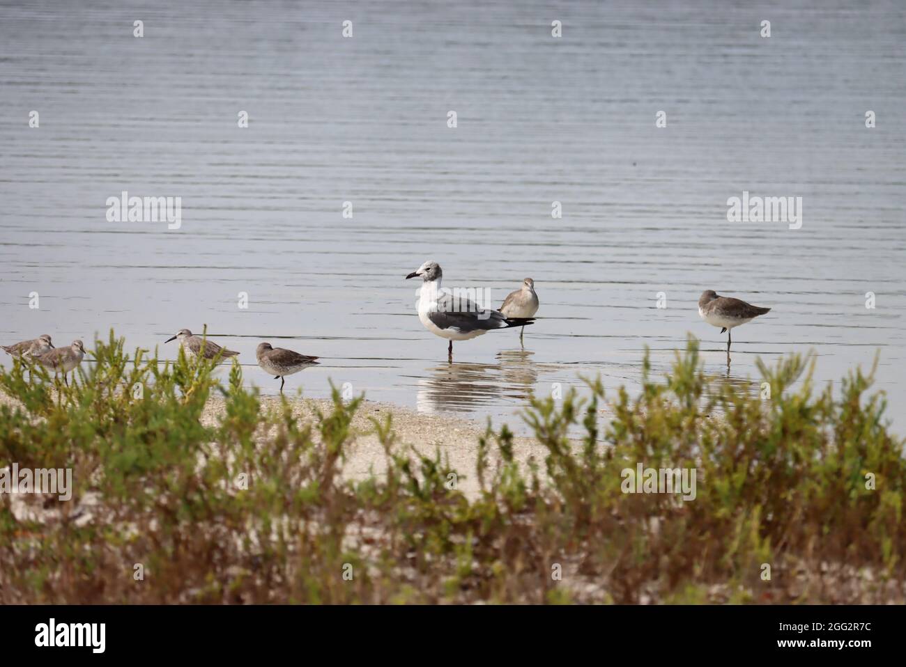Group of small wading sea birds in the water’s edge Stock Photo Alamy