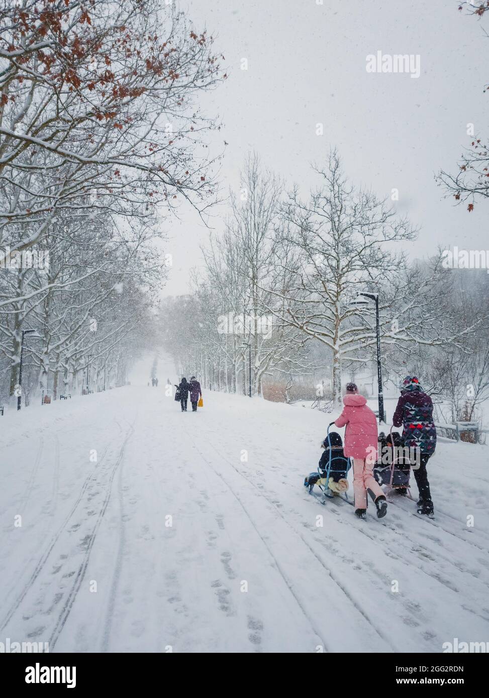 Beautiful scene in the winter park with two mothers walking their childs on a sleigh ride. Idyllic and peaceful scene with fluffy snowflakes falling f Stock Photo