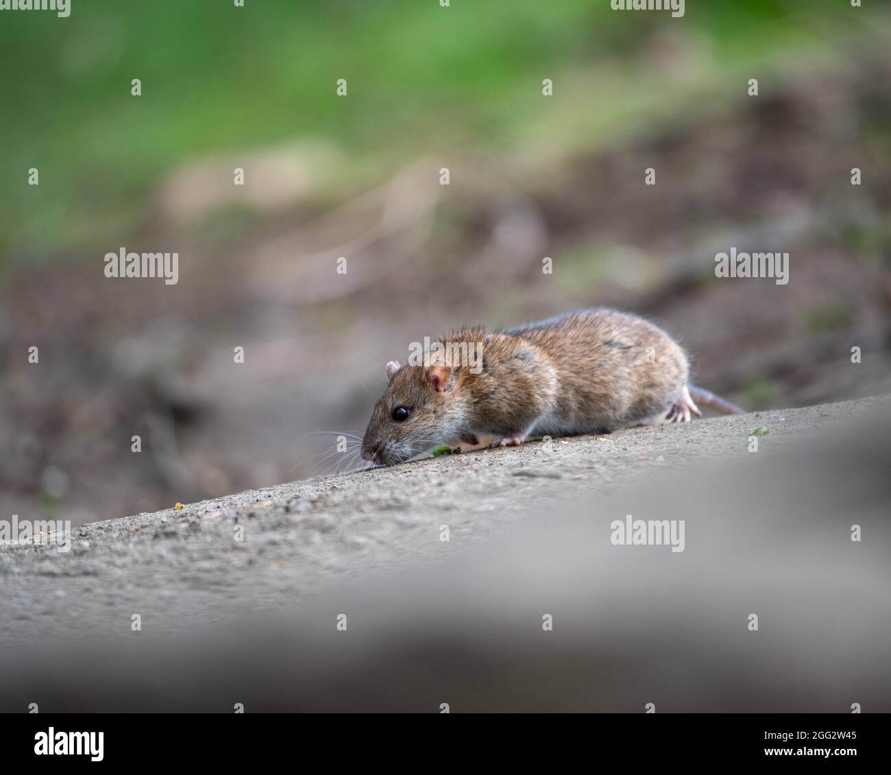 Brown rat searching for food a Pittville Park, Cheltenham Stock Photo