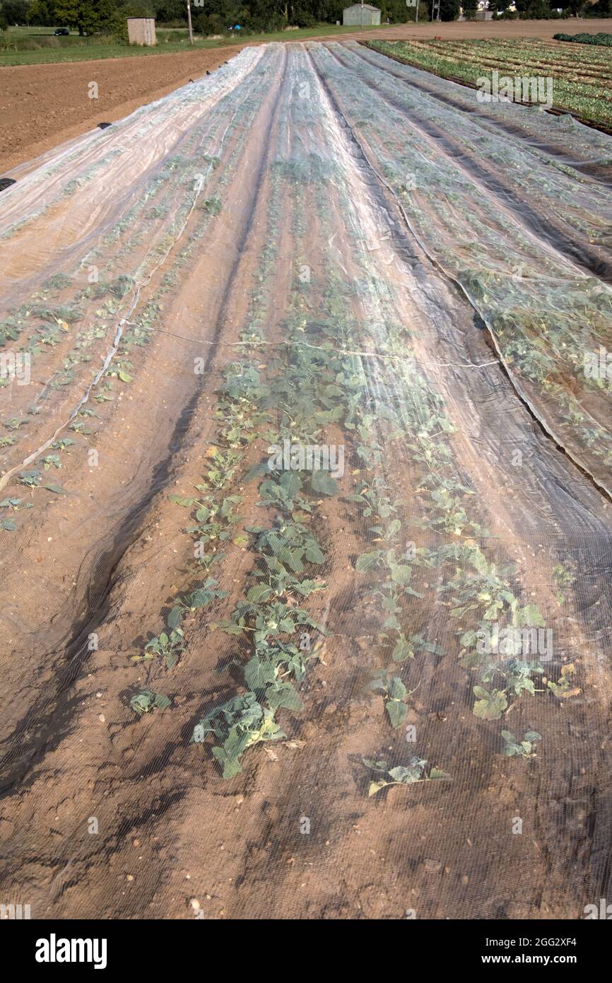 Netting brassica hires stock photography and images Alamy