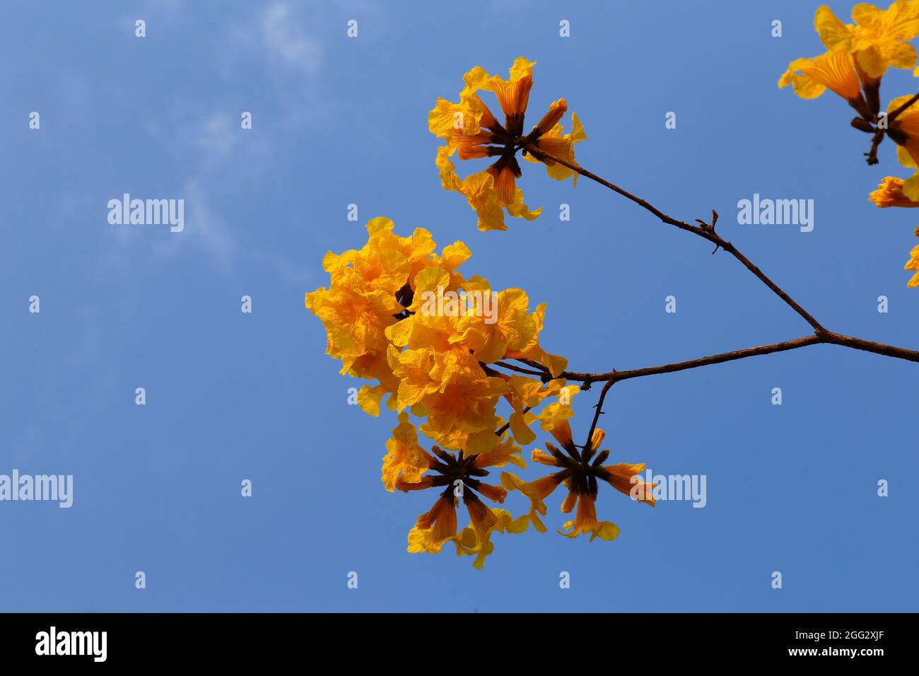 Bloom detail in yellow ipe tree with bright blue sky Stock Photo