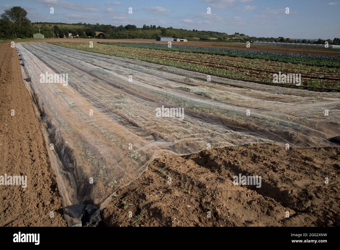 Netting brassica hires stock photography and images Alamy