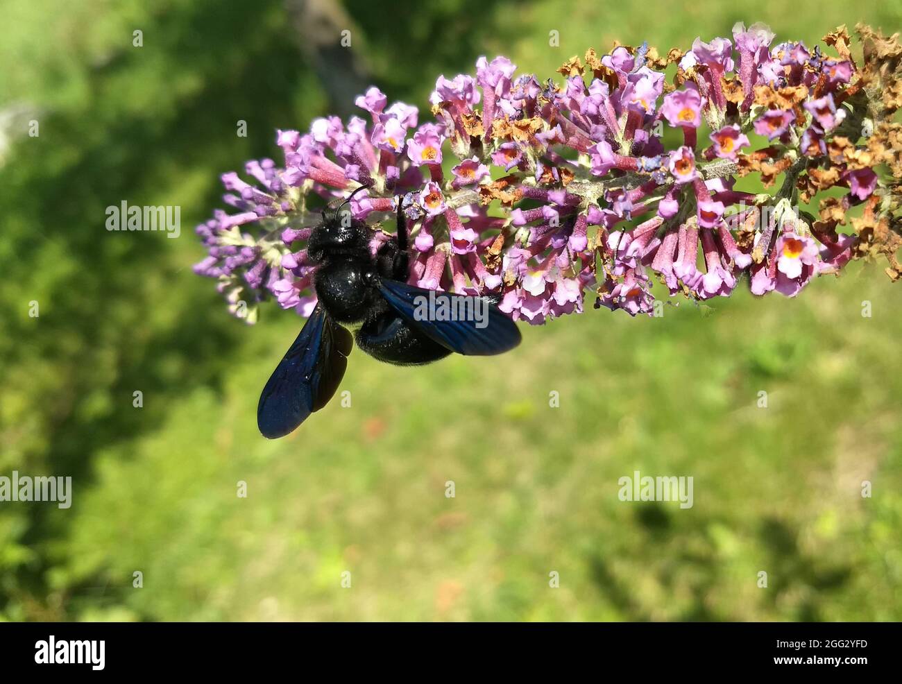Black bee sitting on a lilac summer Stock Photo