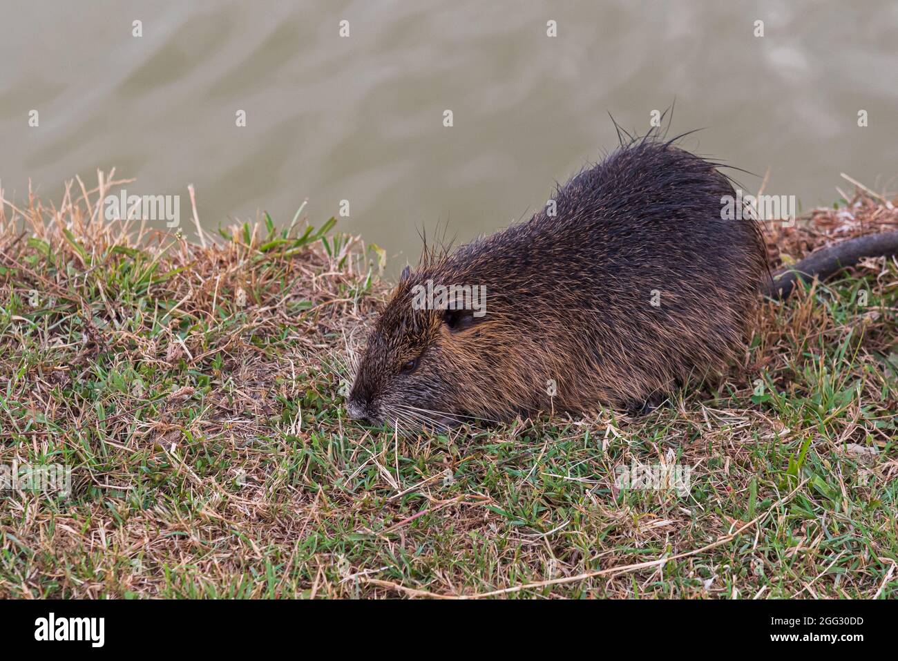 Myocastoridae rodent (Myocastor coypus), also called coipo, little beaver and swamp beaver, native to southern America and introduced in many countrie Stock Photo