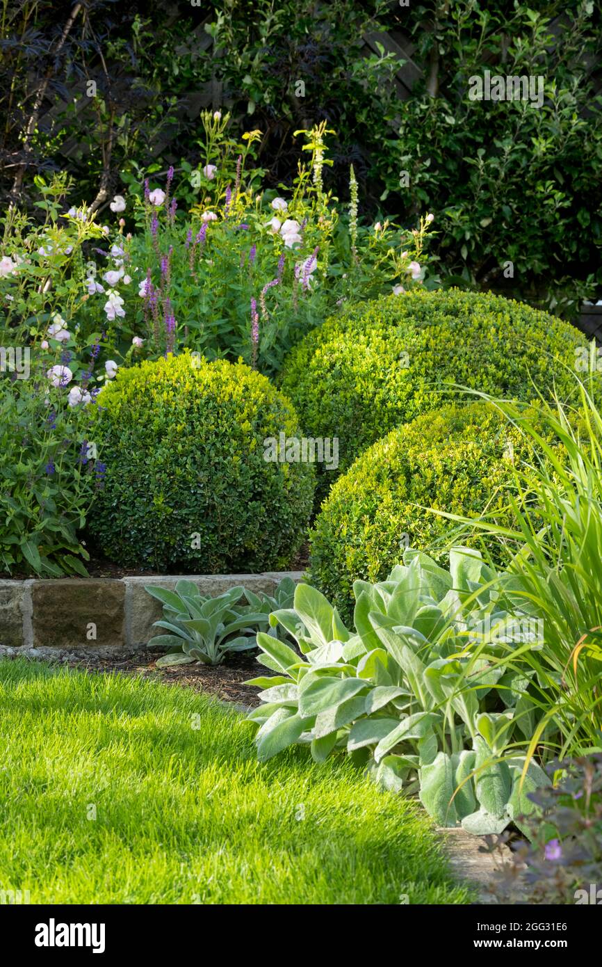 Landscaped sunny private garden (contemporary design, pink summer flowers, border plants, shrubs, buxus balls, low wall, lawn) - Yorkshire, England UK Stock Photo