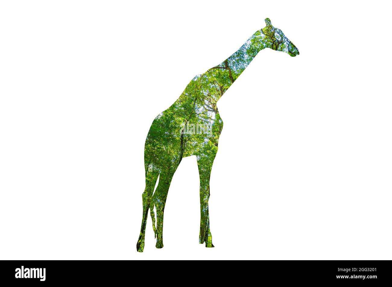 World Wildlife Day forest silhouette in the shape of a wild animal wildlife and forest conservation concept Stock Photo